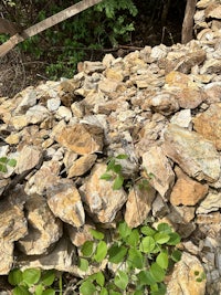 a rock wall with plants growing on it